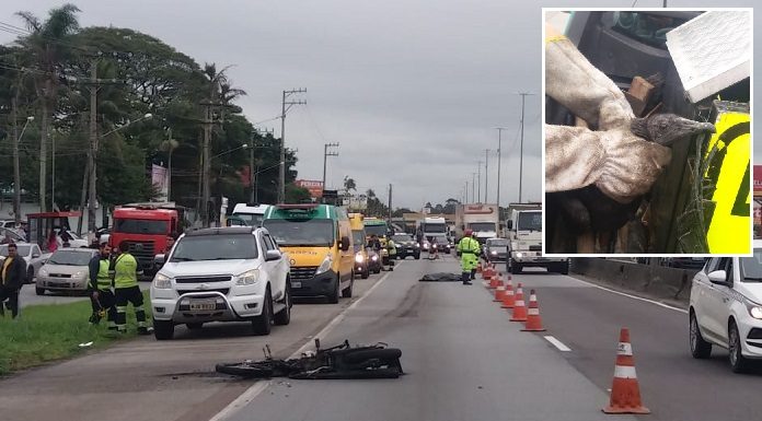 Condutor da moto, com placas de Biguaçu, tinha 20 anos e faleceu na hora após ser atropelado por caminhão; no detalhe, animal capturado - Fotos: PRF/Divulgação