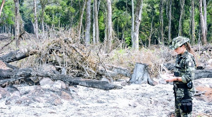 operacao mata atlantica em pe 3 fiscalizacao - pm ambiental