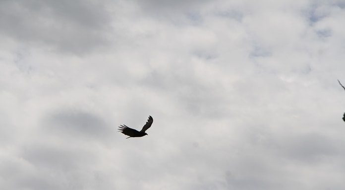 pássaro voando em um céu nublado