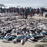 grande quantidade de tainhas aglomeradas na areia da praia e multidão em volta