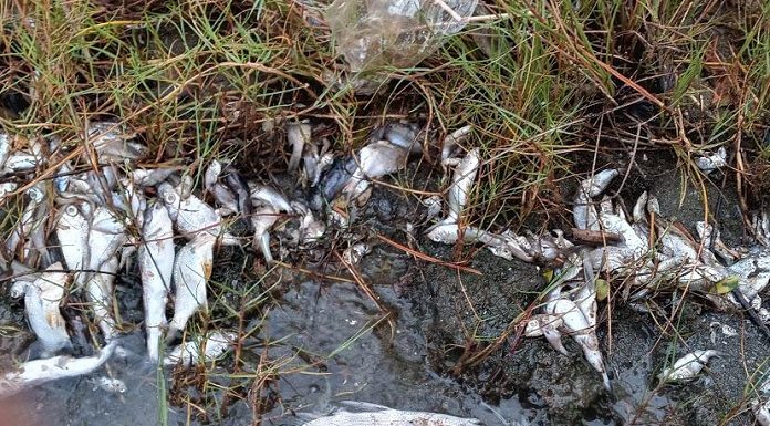 Em uma parte de água é possível ver peixes mortos boiando próximo a um trecho de mato