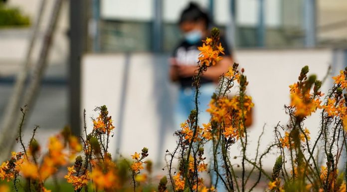 flores amarelas em primeiro plano e mulher passando de máscara ao fundo - mais de mil e cem pessoas morreram de covid em sc em duas semanas