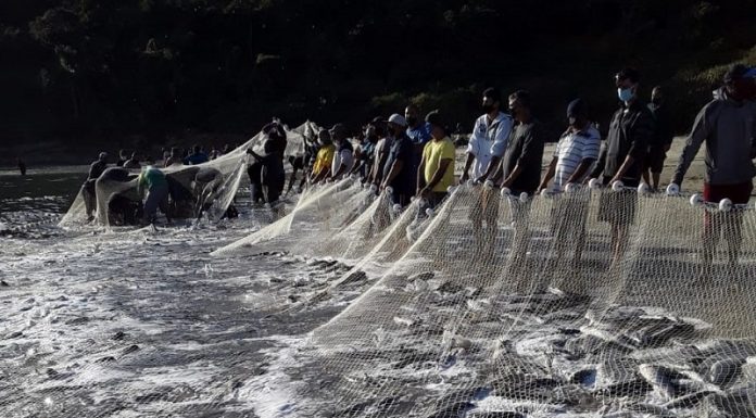 Pesca da tainha por arrasto de praia