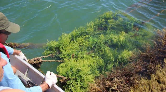 No Brasil, os plantios e replantios da macroalga são realizados com pequenos ramos retirados do vegetal. Os ramos rebrotam e crescem em ciclos que variam de 30 a 60 dias