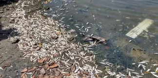 mortandade de peixes majubas no rio imaruim