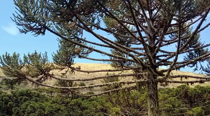 Araucárias em Urubici