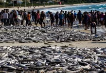 Pesca da Tainha na Lagoinha em Florianópolis