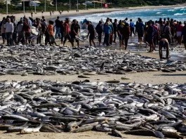 Pesca da Tainha na Lagoinha em Florianópolis