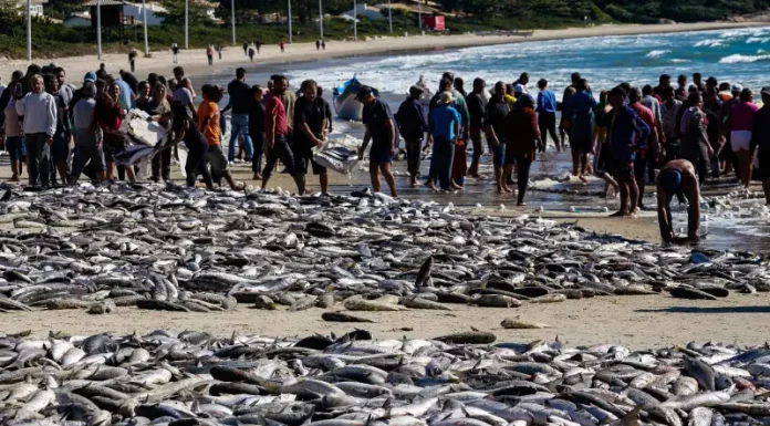 Pesca da Tainha na Lagoinha em Florianópolis