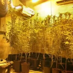 Casa usada como estufa de maconha é descoberta em Palhoça