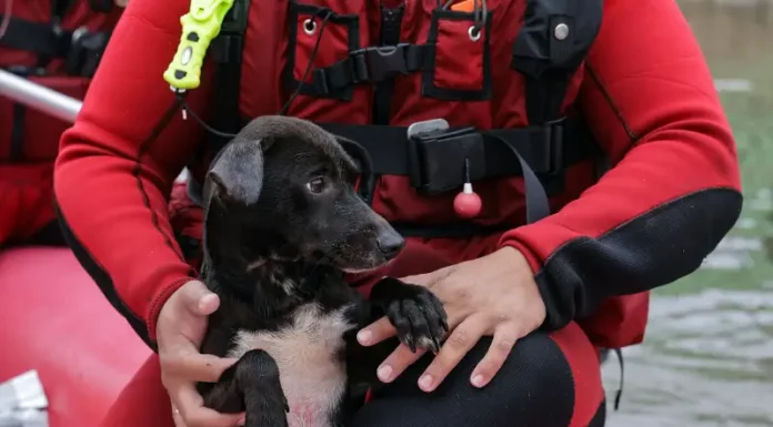 Animais resgatados no RS