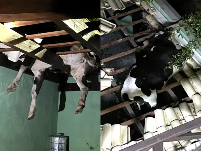 vaca presa em telhado GCR