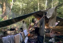 Após denúncia, policiais encontram acampamento clandestino para corte ilegal de palmeiras em Florianópolis