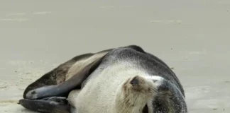 Lobo-marinho descansa na Praia dos Açores, em Florianópolis