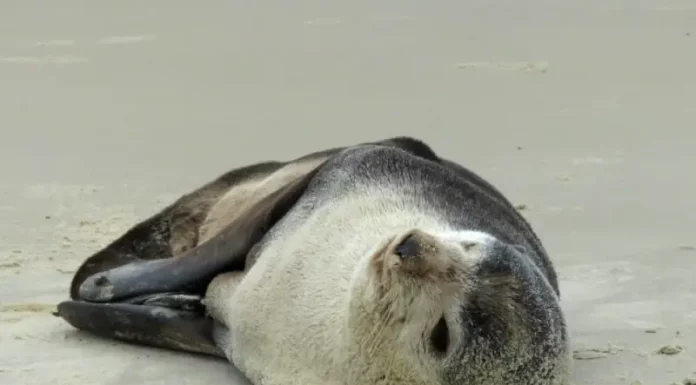 Lobo-marinho descansa na Praia dos Açores, em Florianópolis